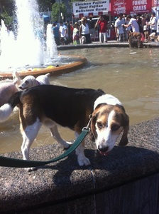 Jasper the beagle