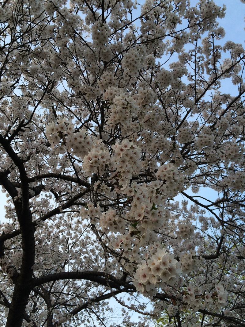 cherry blossom high park