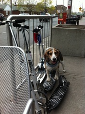 beagle on scooter